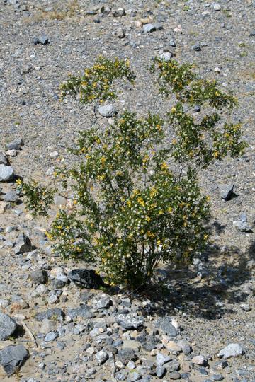 16-Death Valley 0014.JPG